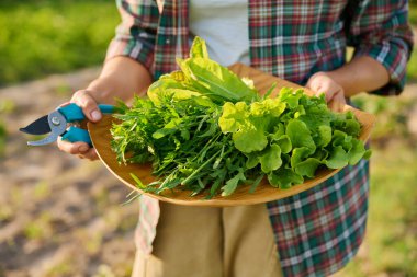 Yeşil otların toplandığı tepside açık havada kadınların ellerinde. Taze marul yapraklı maydanoz. Çiftçi pazarı, tarım yetiştirme, eko organik sebze yetiştirme, gıda kavramı.