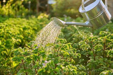 Açık havada, taze patates bitkilerini sulamak için yakın plan çekilmiş. Çiftçilik, tarım, tarım, bahçıvanlık, yetiştirilen eko organik sebzeler, yeşil hobi kavramı