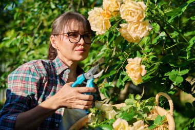 Bahçedeki gül çalılarıyla ilgilenen, budama makası olan kurumuş çiçekleri ve dalları kesen, çalıları şekillendiren bir kadın. Doğa, tarım, yaz bahçesinde çalışmak, çiçek açan bitkiler konsepti.