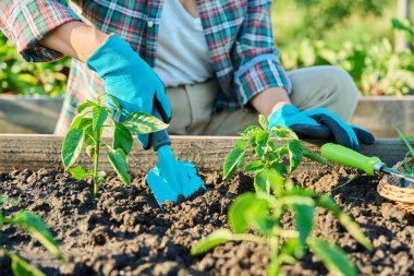 Bahçıvanlık aletleri kullanarak kaldırılmış yataklardaki toprakta dolmalık biber bitkileriyle çalışan kadınlara yakın çekim. Çiftçilik, tarım, tarım, bahçıvanlık, yetiştirilen eko organik sebzeler, yeşil hobi kavramı