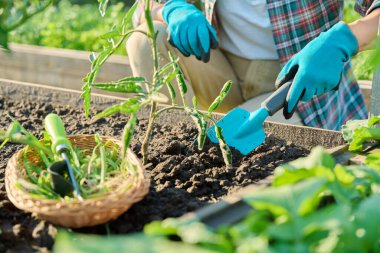Domates bitkileriyle uğraşan, bahçıvanlık aletlerini kullanarak yükseltilmiş yataklarda çalışan kadınlara yakın çekim. Çiftçilik, tarım, tarım, bahçıvanlık, yetiştirilen eko organik sebzeler, yeşil hobi kavramı