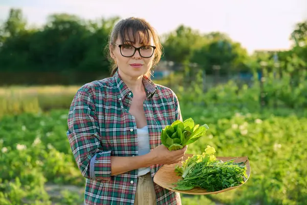 stock image Smiling middle aged woman holding tray of fresh green herbs, outdoor. Fresh lettuce leaves arugula parsley. Farmers market, agriculture horticulture cultivation, growing eco organic vegetables, food