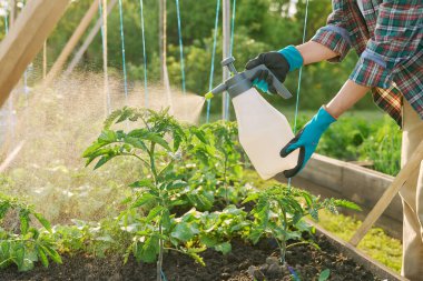 Elleri spreyle yakın plan, domates fidelerini ahşap kaldırılmış yatak kutusuna püskürtmek, açık havada. Mantar hastalıklarına karşı bitki koruması enfeksiyonlar, böcek kontrolü, verimi arttırmak için foliar gübreler.