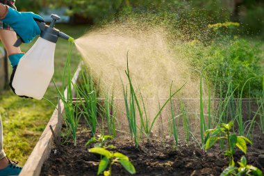 Spreyli ellerin yakın çekimi, ahşap kaldırılmış yatak kutusuna soğan bitkileri püskürtmek, açık havada. Mantar hastalıklarına karşı bitki koruması enfeksiyonlar, böcek kontrolü, verimi arttırmak için foliar gübreler.