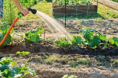 Sulama hortumu spreyine yakın çekim, taze salatalıkları suluyor. Ağ ve açık havada yetişiyor. Çiftçilik, tarım, tarım, bahçıvanlık, yetiştirilen eko organik sebzeler, yeşil hobi
