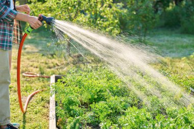 Hortum spreyiyle elinizi kapatın, bahçe yatak kutusundaki havuç bitkilerini sulayın, yaz mevsimi günbatımında açık havada. Çiftçilik, tarım, tarım, bahçıvanlık, eko-organik sebze yetiştirme.