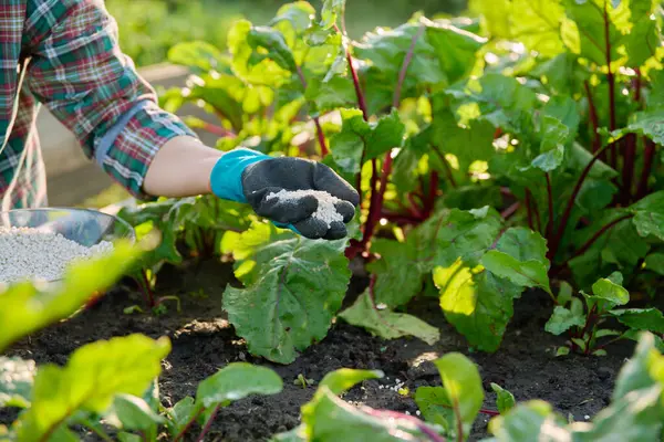 stock image Close up of mineral fertilizers in hands of female gardener farmer, fertilizing beet plant on raised wooden bed box. Farming, agriculture, horticulture, growing eco organic vegetables, green hobby