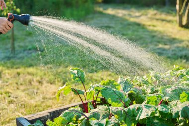 Hortum spreyiyle elinizi kapatın, bahçe yatak kutusundaki pancar bitkilerini sulayın, yaz mevsimi günbatımında açık havada. Çiftçilik tarım tarım bahçıvanlığı eko organik sebzeler yetiştirme yeşil hobi