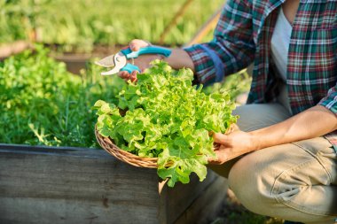 El ve bahçe makası ile marul yaprakları keserek. Bahçe bahçesindeki ahşap bahçe yatağında baharatlı yeşil otlar yetiştiriyor. Bahçecilik yeşillik eko organik
