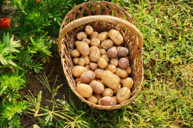 Sepetteki organik patates hasadını kapat. Tarım, bahçıvanlık, çiftçi pazarı, doğal gıda kavramı