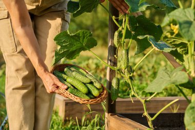 Bahçe bahçesindeki mutfak yatağında ahşap kaldırılmış salatalık toplamaya yakın. Organik biyolojik sebze yetiştirme, çiftçi pazarı, tarım, taze sebze konsepti