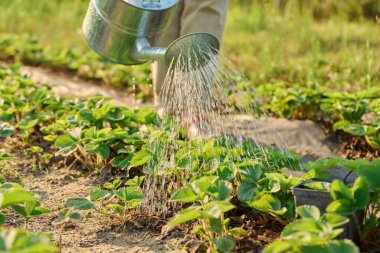 Yaz mevsiminde bahçıvanların ellerindeki sulama tenekelerine yakın plan çilek çalıları. Meyve verdikten sonra döllenme, haşere kontrolü, mantar hastalıkları