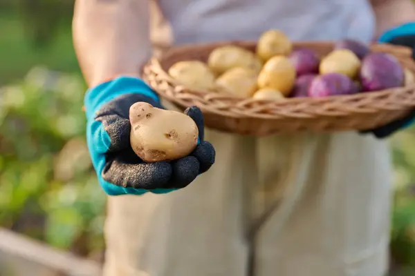 stock image Close up of organic potato harvest in basket. Agriculture, gardening, farmers market, natural food concept