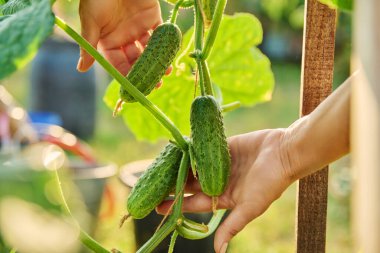Bitkinin üzerinde salatalık yakın plan, gün ışığında bahçe yatağında. Hasat, çiftçi pazarı, büyüme, bakım ekimi, organik sebze konsepti