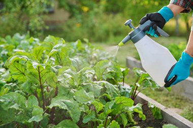 Elleri sprey ile yakın plan, pancar bitkilerini tahta kaldırılmış yatak kutusuna püskürtmek, açık havada. Mantar hastalıklarına karşı bitki koruması enfeksiyonlar, böcek kontrolü, verimi arttırmak için foliar gübreler.