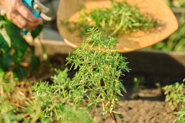 Bahçe makası ile ellerinizi kapayın ve baharatlı bitkiler kesin. Baharatlı aromatik şifalı bitkiler yetiştirmek arka bahçedeki ahşap bahçe yatağında. Tarım, ekolojik organik gıda