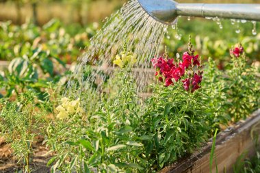 Arka bahçedeki yükseltilmiş ahşap bahçe yatağında Antirrhinum çiçeklerini sulayan ellere yakın çekim. Yaz, bahçe, doğa konsepti