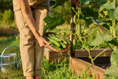 Bahçe bahçesindeki mutfak yatağında ahşap kaldırılmış salatalık toplamaya yakın. Organik biyolojik sebze yetiştirme, çiftçi pazarı, tarım, taze sebze konsepti