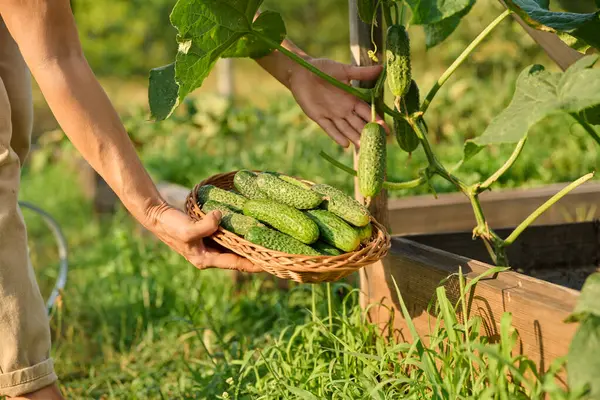 Bahçe bahçesindeki mutfak yatağında ahşap kaldırılmış salatalık toplamaya yakın. Organik biyolojik sebze yetiştirme, çiftçi pazarı, tarım, taze sebze konsepti
