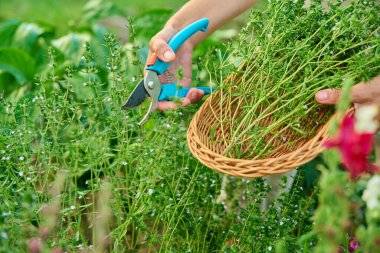 Bahçe makası ile ellerinizi kapayın ve baharatlı bitkiler kesin. Baharatlı aromatik şifalı bitkiler yetiştirmek arka bahçedeki ahşap bahçe yatağında. Tarım, ekolojik organik gıda