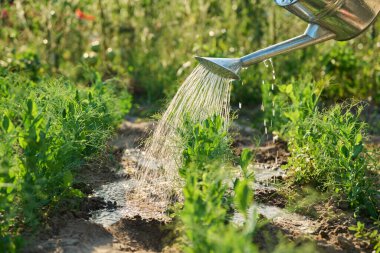 Kapalı alanda, yeşil bezelye bitkilerini sulayan ellere yakın çekim. Çiftçilik, tarım, tarım, bahçıvanlık, yetiştirilen eko organik sebzeler, yeşil hobi kavramı