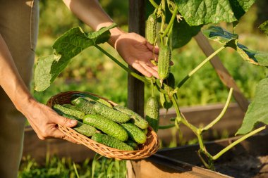 Bahçe bahçesindeki mutfak yatağında ahşap kaldırılmış salatalık toplamaya yakın. Organik biyolojik sebze yetiştirme, çiftçi pazarı, tarım, taze sebze konsepti
