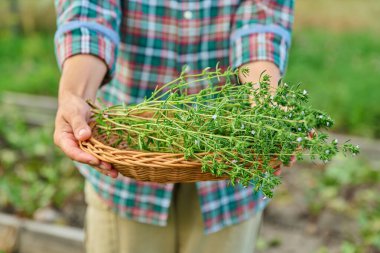 Bahçıvanın elindeki baharatlı bitki hasadını yakın. Baharatlı aromatik şifalı bitkiler yetiştirmek arka bahçedeki ahşap bahçe yatağında. Tarım, ekolojik organik gıda, yaz.