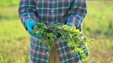 Purslane fabrikasını bahçıvanların ellerinde, dışarıda, yaz bahçesinde kapatın..