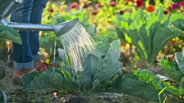 Kapalı alanda, lahana bitkilerini sulayan konserve kutularına yakın çekim. Çiftçilik, tarım, tarım, bahçıvanlık, yetiştirilen eko organik sebzeler, yeşil hobi kavramı