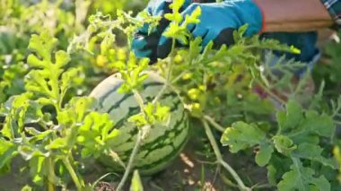 Karpuz bitkisinin yakın çekimi, olgunlaşmış küçük karpuz meyvesi, ve çiftçilerin elleri bahçe eldivenleri, yan filizleri çıkarmak ve çalıları şekillendirmek.