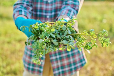 Purslane fabrikasını bahçıvanların ellerinde, dışarıda, yaz bahçesinde kapatın..