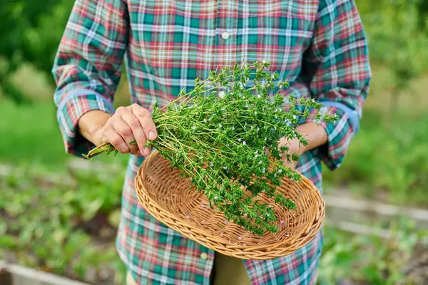 Bahçıvanın elindeki baharatlı bitki hasadını yakın. Baharatlı aromatik şifalı bitkiler yetiştirmek arka bahçedeki ahşap bahçe yatağında. Tarım, ekolojik organik gıda, yaz.