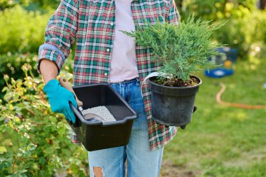 Juniperus squamata Blue Star Flaky Juniper 'ı kozalaklı bitkiler için mineral gübreleriyle bahçıvanın eline koy. Bakım, beslenme, bahçe düzenlemesi, bahçe tasarımı, satış.