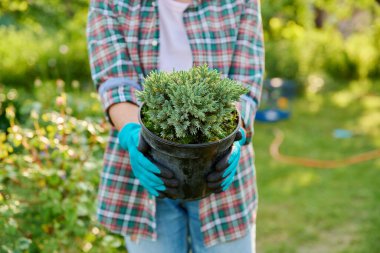Juniperus squamata Blue Star Flaky Juniper 'ı bahçedeki bahçıvanın ellerine bırak. Arka bahçe düzenlemesi, bahçe, manzara tasarımı, dekor, kozalaklı bitkilerin alınması ve satışı