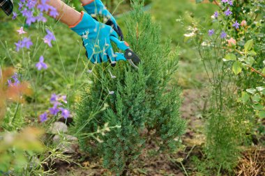 Bahçedeki Juniperus chinensis stricta bitkilerine bakmak, bitki biçmek için kuru dalları kesmek için budama makası olan bahçıvan. Arka bahçe düzenlemesi, manzara tasarımı, dekoratif kozalaklı bitkiler.
