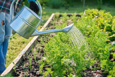Bahçedeki bahçıvan kulübesinde büyüyen havuç bitkilerini sulamak için yakın plan. Çiftçilik, tarım, tarım, bahçıvanlık, yetiştirilen eko organik sebzeler, yeşil hobi