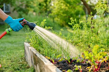 Açık hava yaz sezonunda, bahçe yatak kutusunun üzerinde soğan pancarı bitkileri sulayan hortum spreyiyle elinizi kapatın. Çiftçilik tarım tarım bahçıvanlığı eko organik sebze yetiştirme