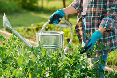 Bahçıvan yeşil bezelye bitkilerinden oluşan bahçıvan kulübesinde. Çiftçilik, tarım, tarım, bahçıvanlık, eko-organik sebze yetiştirme yeşillikleri.