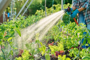 Hortum spreyiyle elinizi kapatın, sebze sulama bitkileri bahçe yatak kutusunda, açık hava yaz mevsiminde. Çiftçilik tarım tarım bahçıvanlığı eko organik sebze yetiştirme