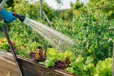 Hortum spreyiyle elinizi kapatın, sebze sulama bitkileri bahçe yatak kutusunda, açık hava yaz mevsiminde. Çiftçilik tarım tarım bahçıvanlığı eko organik sebze yetiştirme