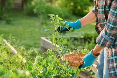 Büyüyen yeşil bezelyeler, bahçıvanın eli kapalı bahçıvan elleri kaldırılmış bahçe yatağında bezelye bitkisini tutuyor. Çiftçilik, tarım, tarım, bahçıvanlık, eko-organik sebze yetiştirme yeşillikleri.