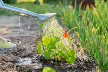 Arka bahçedeki Nasturtium çiçeklerini sulayan sulama konservesi, bahçede yenilebilir çiçekler. Yaz, bahçe, doğa konsepti