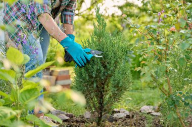 Bahçedeki Juniperus chinensis stricta bitkilerine bakmak, bitki biçmek için kuru dalları kesmek için budama makası olan bahçıvan. Arka bahçe düzenlemesi, manzara tasarımı, dekoratif kozalaklı bitkiler.