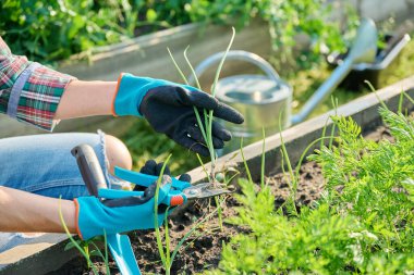 Bahçıvanın ellerinde soğan fidanı, budama makası, kök ve yaprak kesme, yükseltilmiş bahçe yatağı kutusu. Tarım tarımı, bahçıvanlık, eko organik sebze yetiştirme.