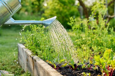 Bahçe yatak kutusunda büyüyen yeşil soğan pancarı bitkilerini sulayan ellere yakın çekim. Çiftçilik, tarım, tarım, bahçecilik, eko-organik sebzeler yetiştirmek.