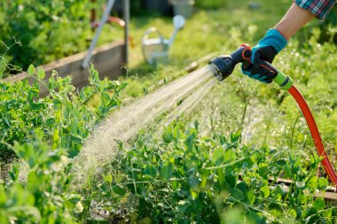 Bahçe yatak kutusundaki yeşil bezelye bitkilerini hortumla sulamak yaz mevsimi günbatımında açık havada. Çiftçilik, tarım, tarım, bahçıvanlık, yetiştirilen eko organik sebzeler, yeşil hobi