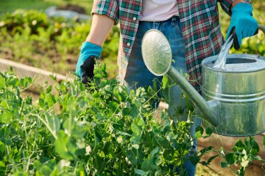 Bahçıvan yeşil bezelye bitkilerinden oluşan bahçıvan kulübesinde. Çiftçilik, tarım, tarım, bahçıvanlık, eko-organik sebze yetiştirme yeşillikleri.