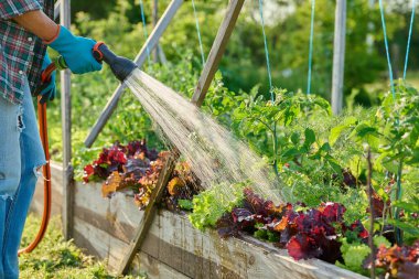 Bahçıvan. Bahçıvan. Bahçe yatak kutusunda sebze ve bitki sulayan hortumlar. Açık hava yaz sezonu. Çiftçilik tarım tarım bahçıvanlığı eko organik sebze yetiştirme