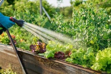 Hortum spreyiyle elinizi kapatın, sebze sulama bitkileri bahçe yatak kutusunda, açık hava yaz mevsiminde. Çiftçilik tarım tarım bahçıvanlığı eko organik sebze yetiştirme