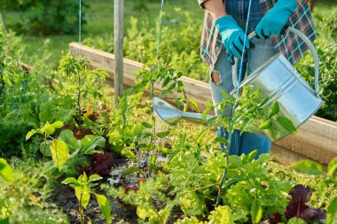 Bahçıvan bahçedeki bahçe yatak kutusunda büyüyen taze domates bitkilerini suluyor. Çiftçilik, tarım, tarım, bahçıvanlık, yetiştirilen eko organik sebzeler, yeşil hobi